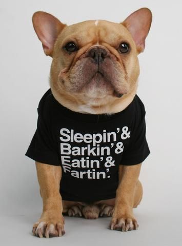 Adorable Personalized Dog Clothes