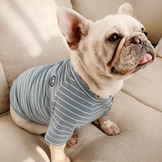 Adorable Personalized Dog Clothes