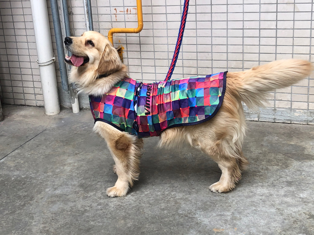 Customize Colorful Dog Clothes