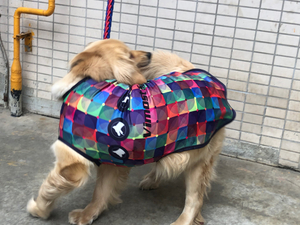 Customize Colorful Dog Clothes