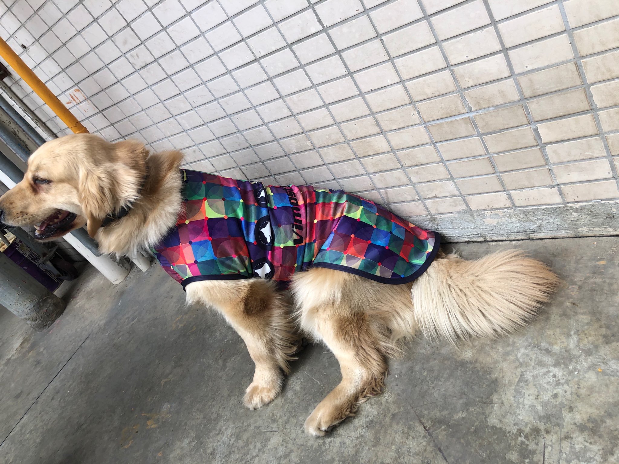 Customize Colorful Dog Clothes