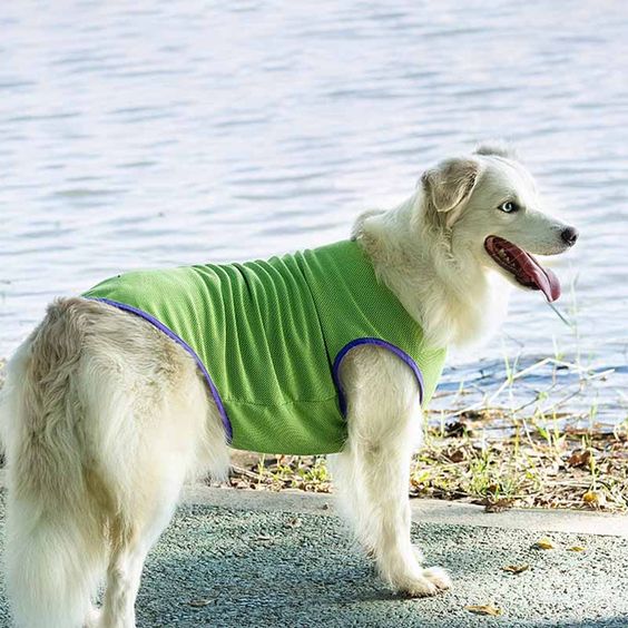Customize Colorful Dog Clothes